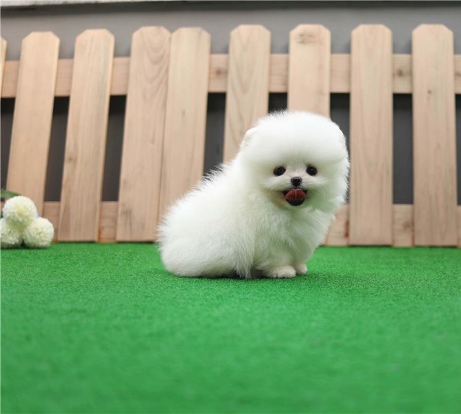Bonito Pomeranian cachorros en adopcion