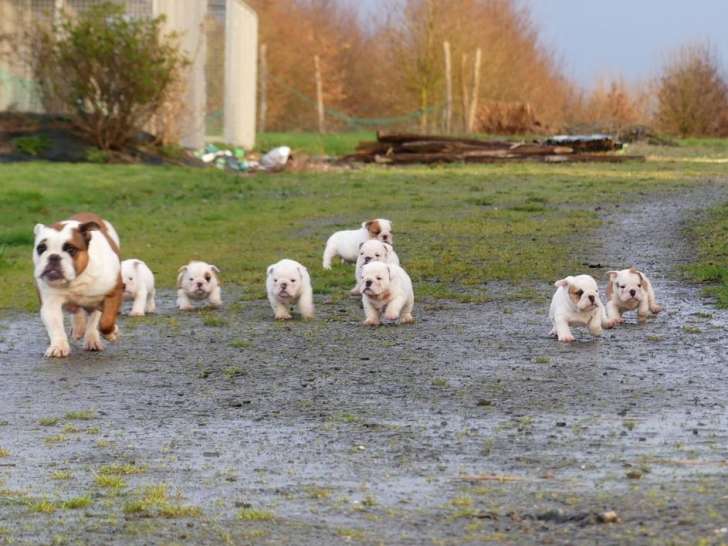 Preciosos Cachorros De Bulldog Ingles.