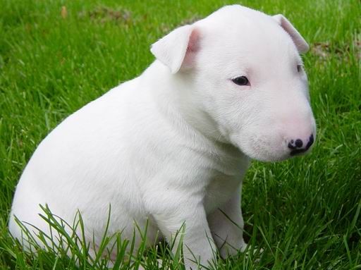 cachorros de Bull Terrier 3 meses