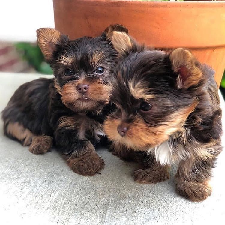 Ofrezco maravillosos cachorros yorkie minitoy