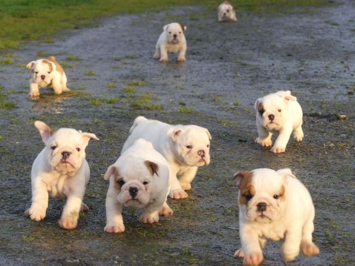 Preciosos Cachorros De Bulldog Ingles.